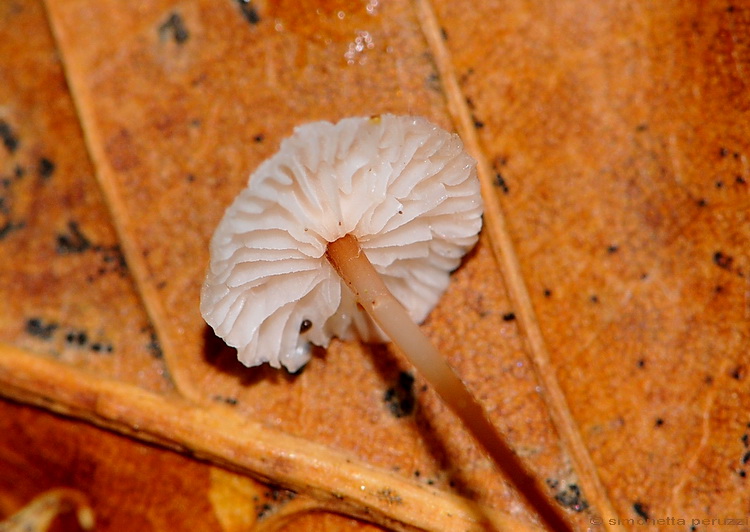 Marasmius bulliardii
